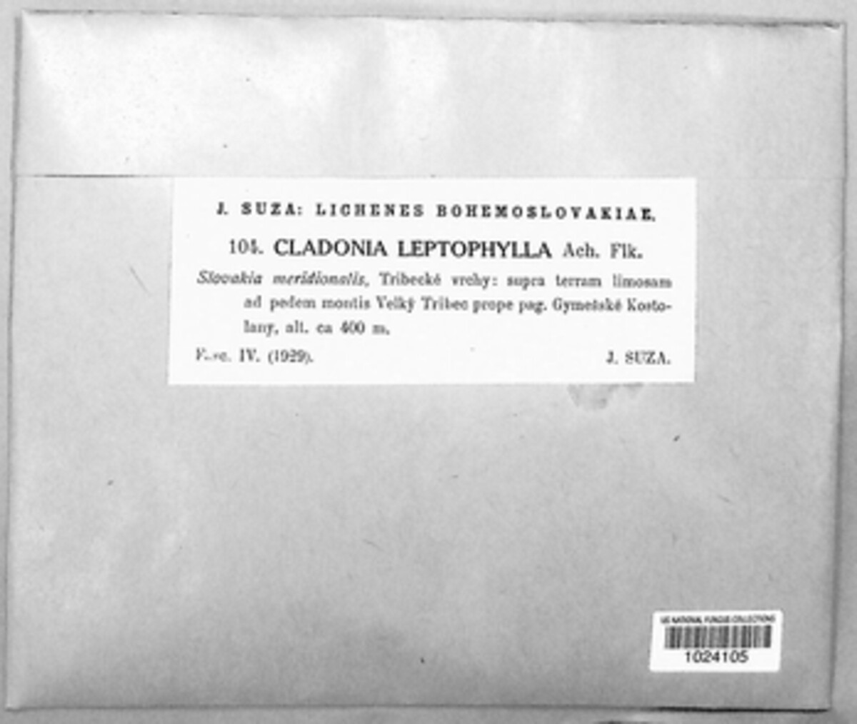 Cladonia peziziformis image